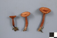 Lactarius camphoratus image